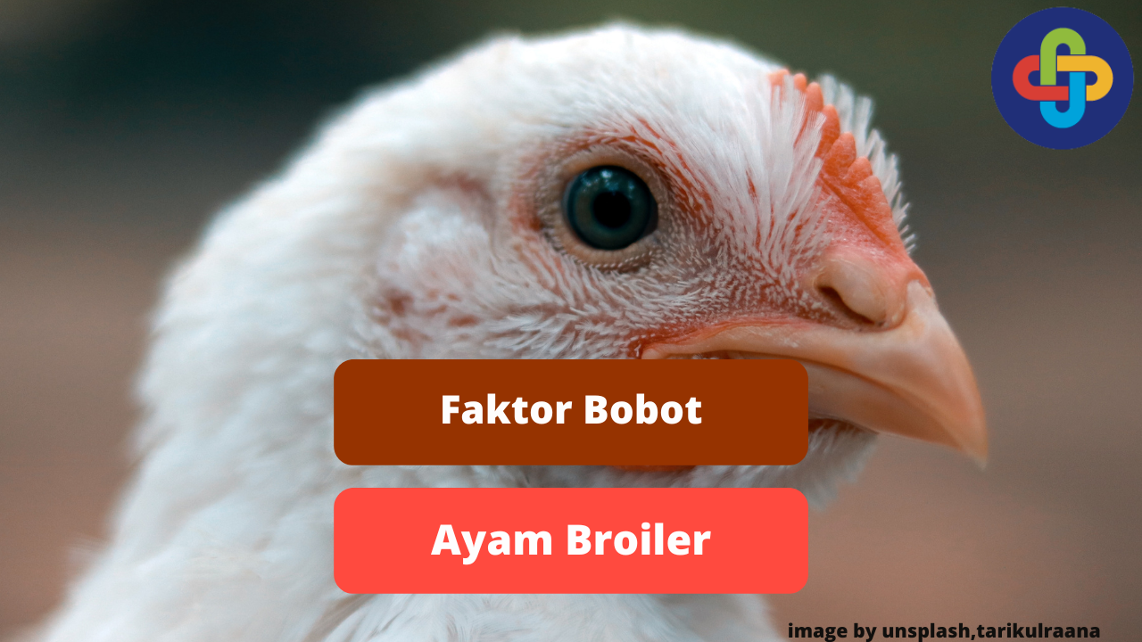 Ketahui Faktor Bobot Ayam Broiler